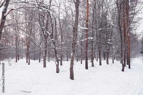 Winter forest landscape. Tall trees under snow cover. January frosty day in the park. © alexkich