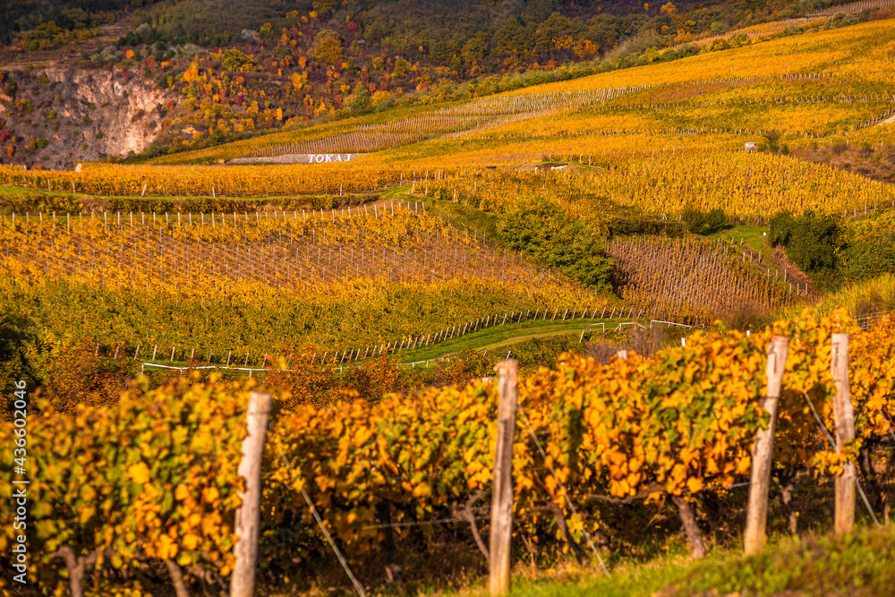 Tokaj, Hungary - The world famous Hungarian vineyards of Tokaj wine region, taken on a warm, golden glowing autumn morning. Warm autumn colors, selective focus