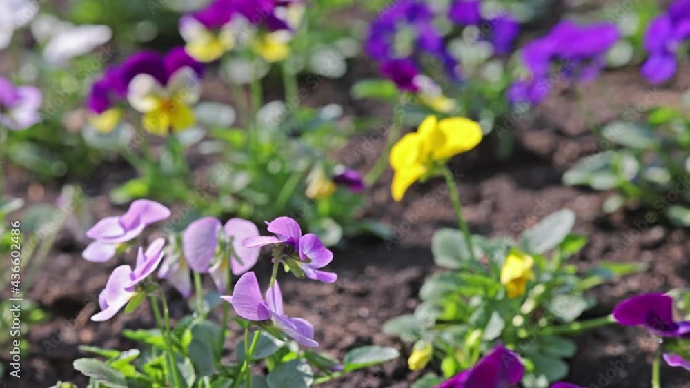 video with Viola tricolor flowers close-up video with Viola tricolor flowers close-up