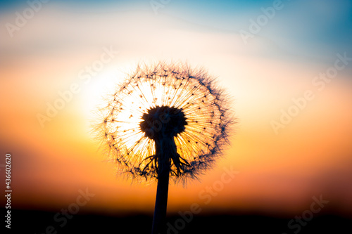 Dandelion flower with sunset