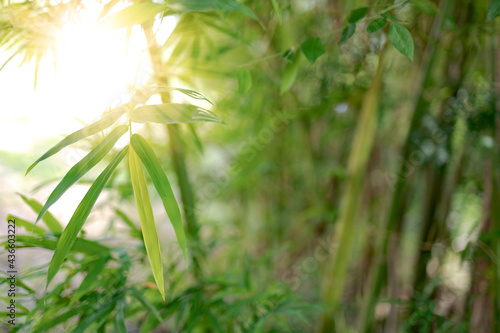 Bamboo leaves in nature and morning sunshine  background image for spa and nature