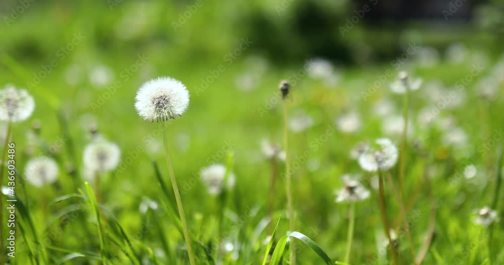 Dandelion field with fluffy dandelion flowers and green meadow grass in the spring in sunlight, wind day. Dandelion field with fluffy dandelion flowers and green meadow grass in the spring in sunlight, wind day.