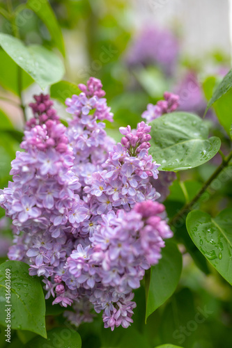 flowers of lilac bushes (Syringa) after the spring May rain photo