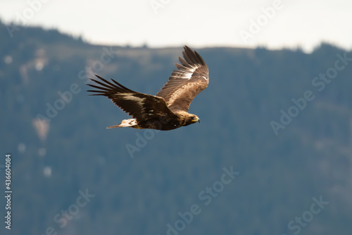 Golden eagle, aquila chrysaetos, flying over the mountains in summer nature. Bird of prey hovering in the air in summertime. Featehred animal in flight. © WildMedia