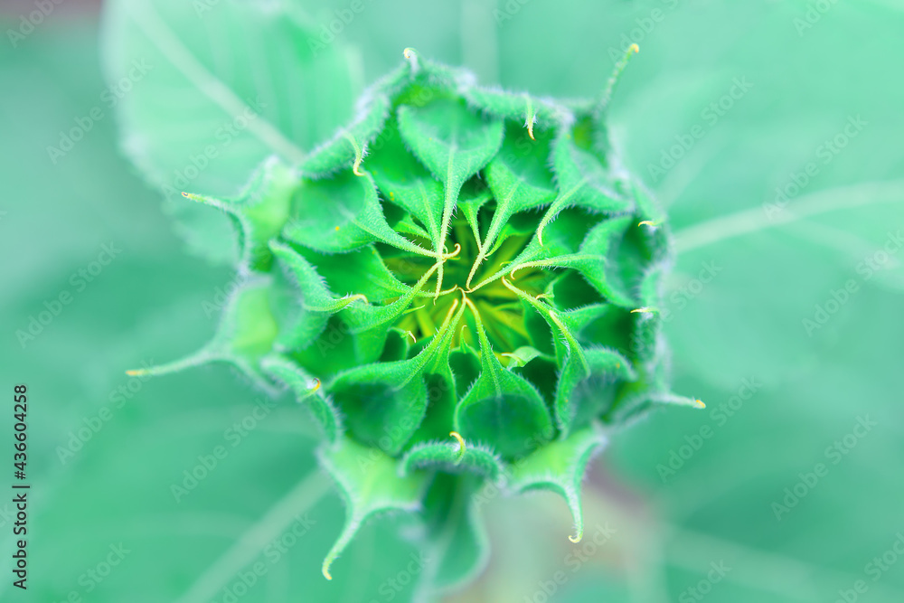 Sunflower bud , growing agricultural plant Sunflower bud , growing agricultural plant