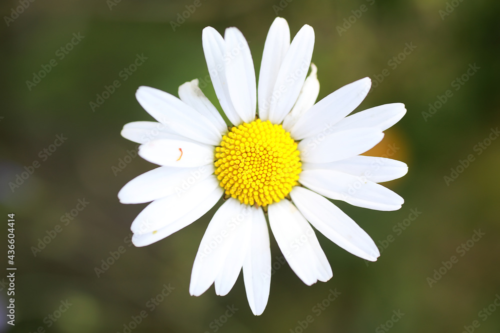 Fototapeta premium Wild flower. Little flowers on a green meadow.
