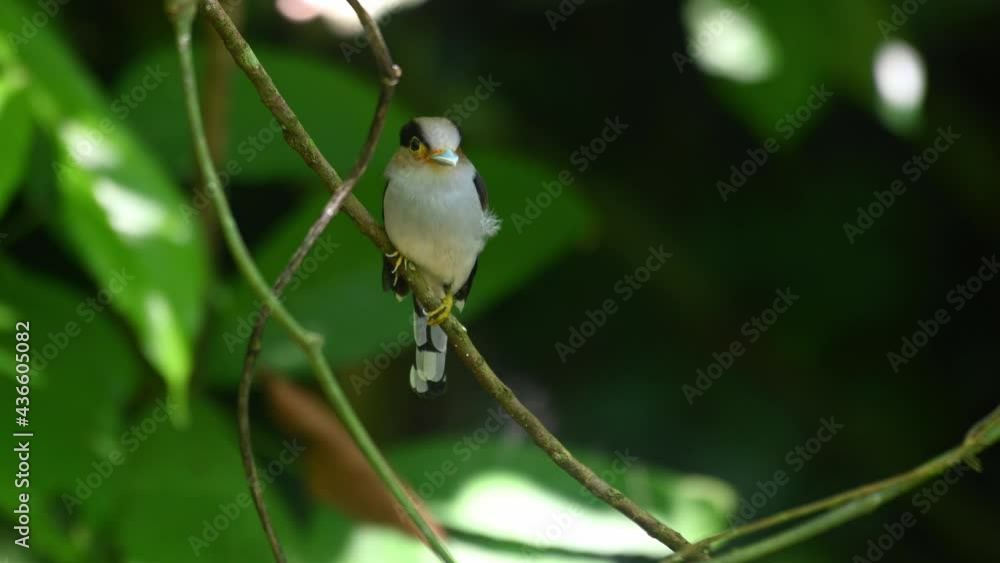 Silver-breasted Broadbill, Serilophus lunatus, Kaeng Krachan, Thailand; looking down intensely and then to the right of the frame while perched on a diagonal vine moving with the jungle wind. Silver-breasted Broadbill, Serilophus lunatus, Kaeng Krachan, Thailand; looking down intensely and then to the right of the frame while perched on a diagonal vine moving with the jungle wind.