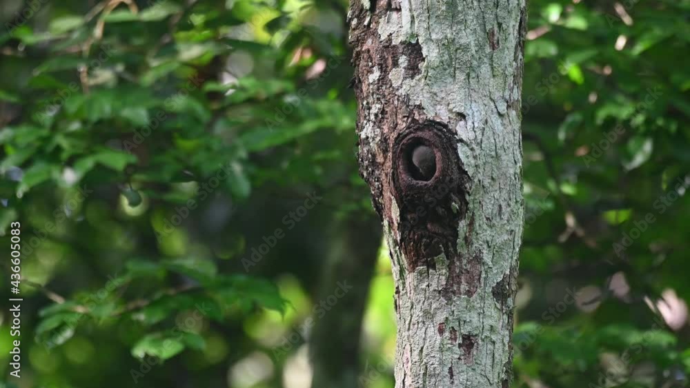 Collared Pygmy Owl, Taenioptynx brodiei, Kaeng Krachan National Park, Thailand; a nestling seen scratching its head causing it to shake its head rapidly, it looks outside, calls the parents to feed. Collared Pygmy Owl, Taenioptynx brodiei, Kaeng Krachan National Park, Thailand; a nestling seen scratching its head causing it to shake its head rapidly, it looks outside, calls the parents to feed.