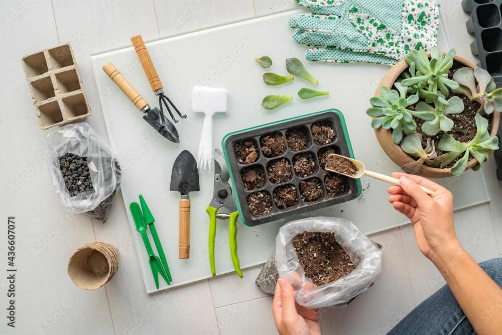 Home gardening seedling growing tray plant propagation for summer indoor  garden. Woman using garden tools inside apartment. Stock Photo