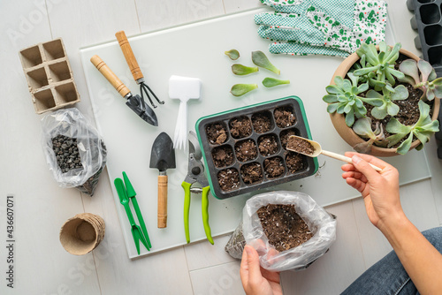 Home gardening seedling growing tray plant propagation for summer indoor garden. Woman using garden tools inside apartment. photo