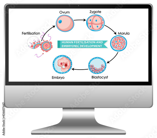 Human fertilisation and embryonic development