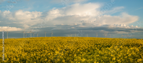 Blooming rapeseed, windmills and storm clouds - panorama of the agricultural landscape of Germany