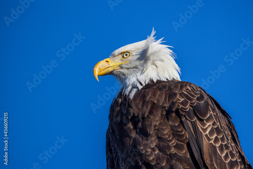 closeup portrait of American bald eagle in profile with blue sky in background. Photo taken in Homer Alaska.