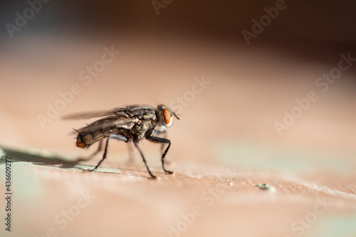 Isolated fly on an ocher background located on the wall of an difuse urban garden photo