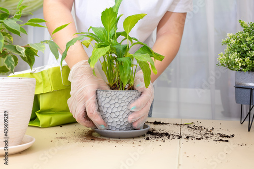 Transplanting plants. Transplanting houseplants, spathiphyllum into a pot. Step 4.