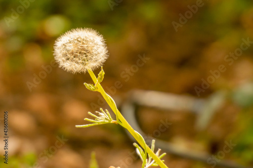 Dandelion close up against nature. 