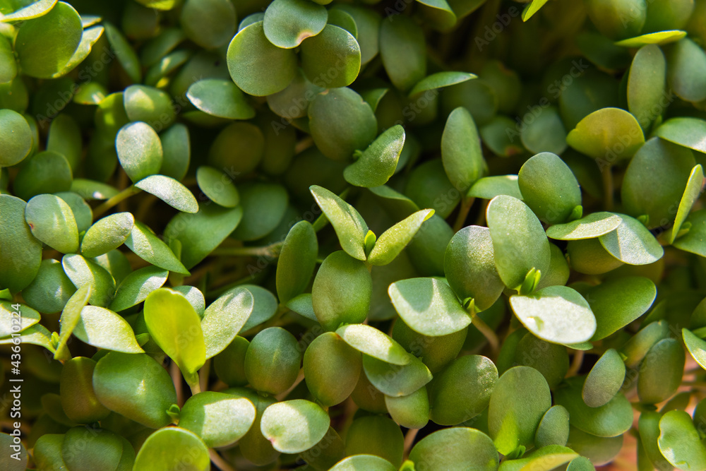 Micro greens. Sprouts of flax. Flax seedlings. Top view. Micro greens. Sprouts of flax. Flax seedlings. Top view.