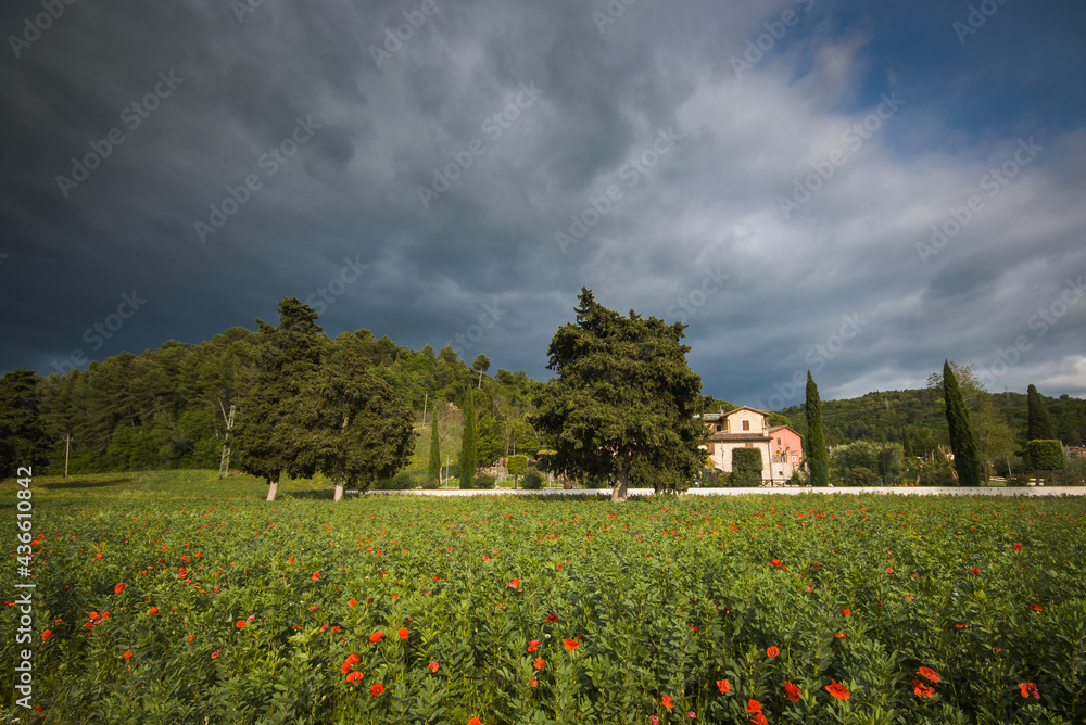 View of Umbria country with red poppies during spring season