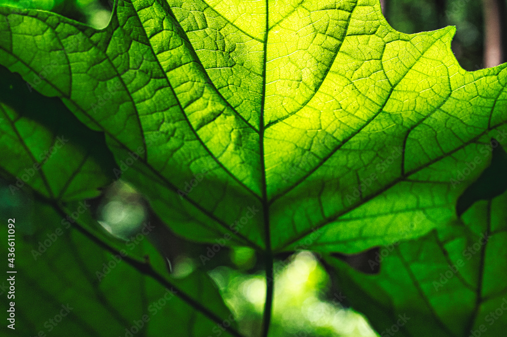 Obraz premium green leaf texture