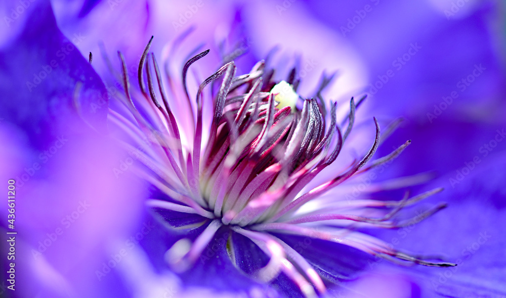 Clematis, Waldreben, Blume Nahaufnahme blau Hintergrund Stock Photo | Adobe  Stock