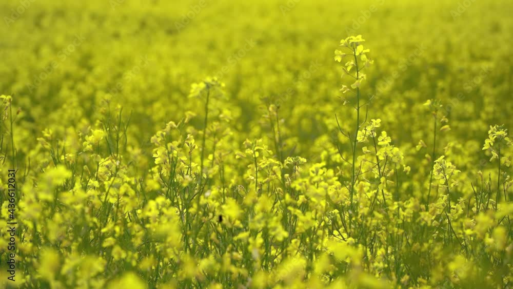Blooming yellow color field of rapeseed crop in static view Blooming yellow color field of rapeseed crop in static view