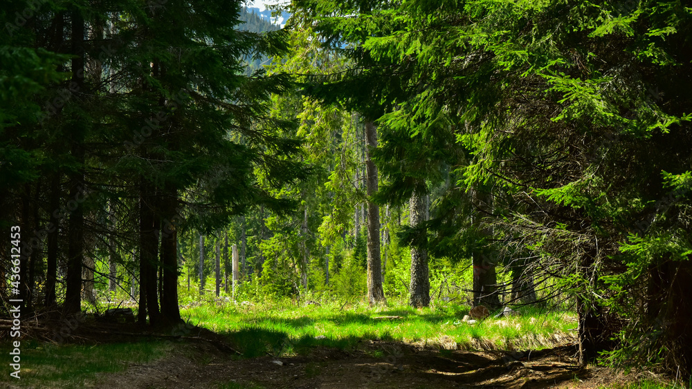 A beautiful meadow inside a spruce tree forest. Sunlight illuminates the glade, creating a powerful contrast between the tree shadows and the green grass. Carpathia, Romania, Latorita Massif. A beautiful meadow inside a spruce tree forest. Sunlight illuminates the glade, creating a powerful contrast between the tree shadows and the green grass. Carpathia, Romania, Latorita Massif.