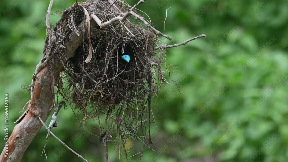 Black-and-red Broadbill, Cymbirhynchus macrorhynchos, Kaeng Krachan National, Thailand; seen inside the nest peeking out, bill bright comical blue, suddenly flies out of its nest going to a branch. Black-and-red Broadbill, Cymbirhynchus macrorhynchos, Kaeng Krachan National, Thailand; seen inside the nest peeking out, bill bright comical blue, suddenly flies out of its nest going to a branch.