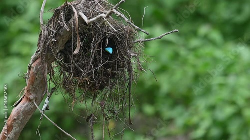 Black-and-red Broadbill, Cymbirhynchus macrorhynchos, Kaeng Krachan National, Thailand; seen inside the nest peeking out, bill bright comical blue, suddenly flies out of its nest going to a branch. photo