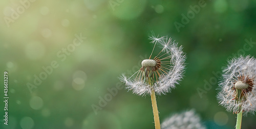 dandelion with seeds on a blurred background with particles