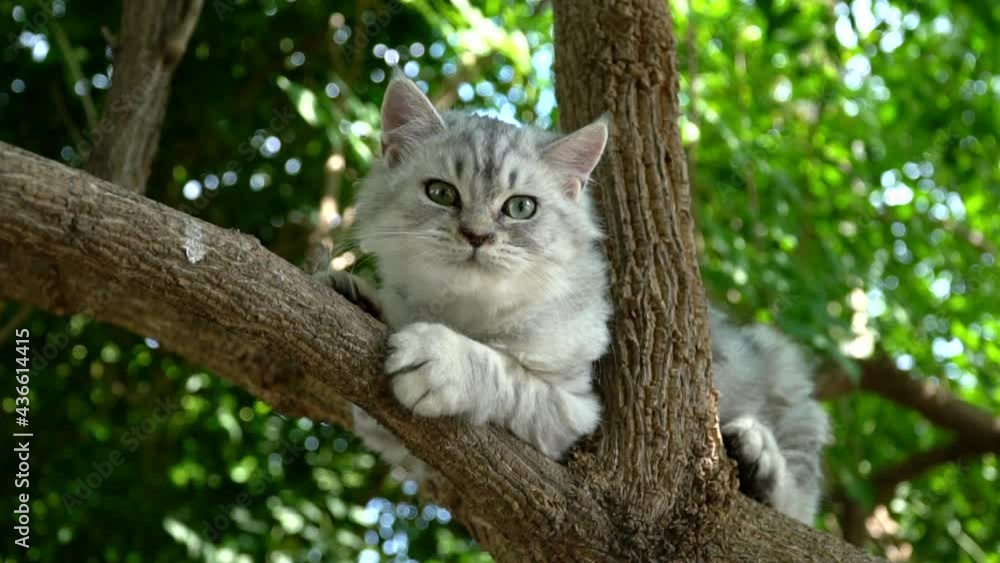 Cute persian cat climbing on a tree Cute persian cat climbing on a tree
