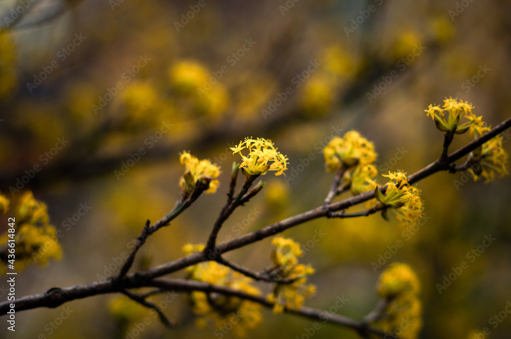Flowering dogwood yellow flowers close up on branches Flowering dogwood yellow flowers close up on branches