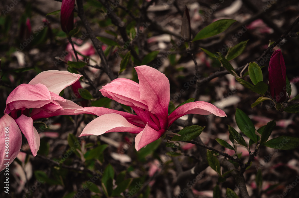 pink magnolia flowers on branches in spring blooms