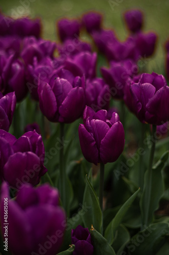 purple tulips in spring outdoors grow close-up