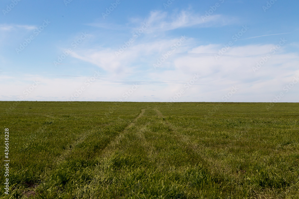 Country road in green spring steppe under the blue sky in Kalmykia, Russia