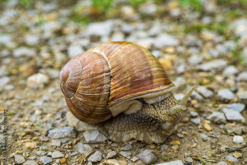 Schnecke