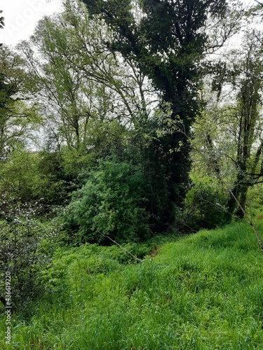 Árboles en las inmediaciones de un río en Galicia