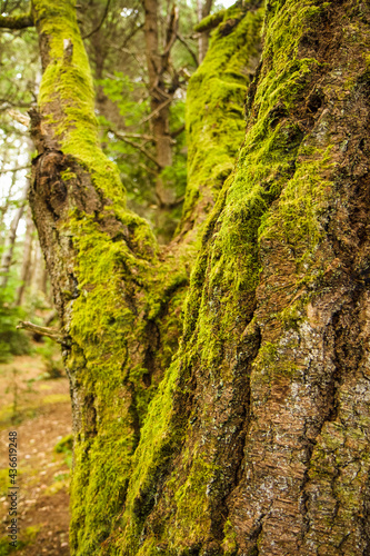 moss on tree trunk