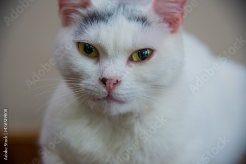 Close-up portrait of a domestic cat photo