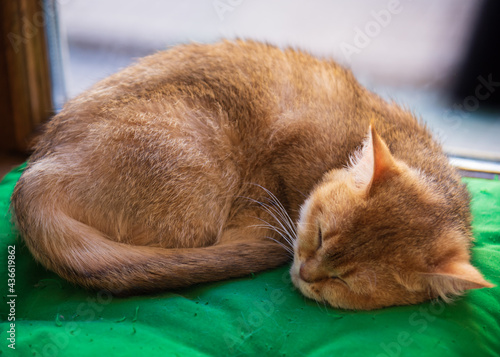 Domestic red cat on a green pillow