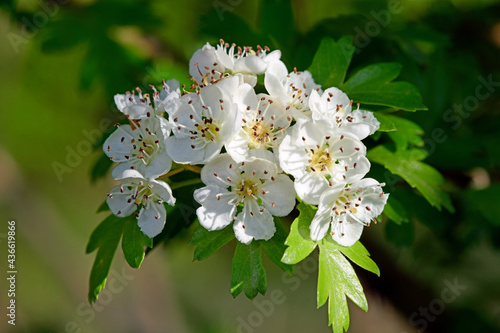 Weißdorn, Hagedorn // Hawthorn (Crataegus monogyna) photo