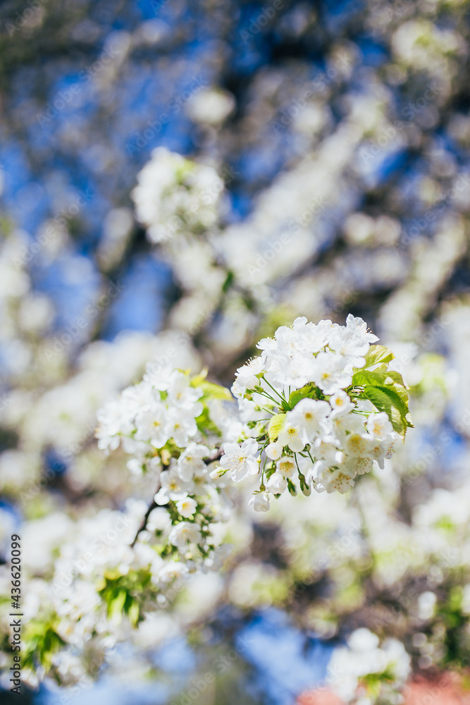 A bunch of flowering inflorescences on a cherry branch in the garden - spring flowering A bunch of flowering inflorescences on a cherry branch in the garden - spring flowering