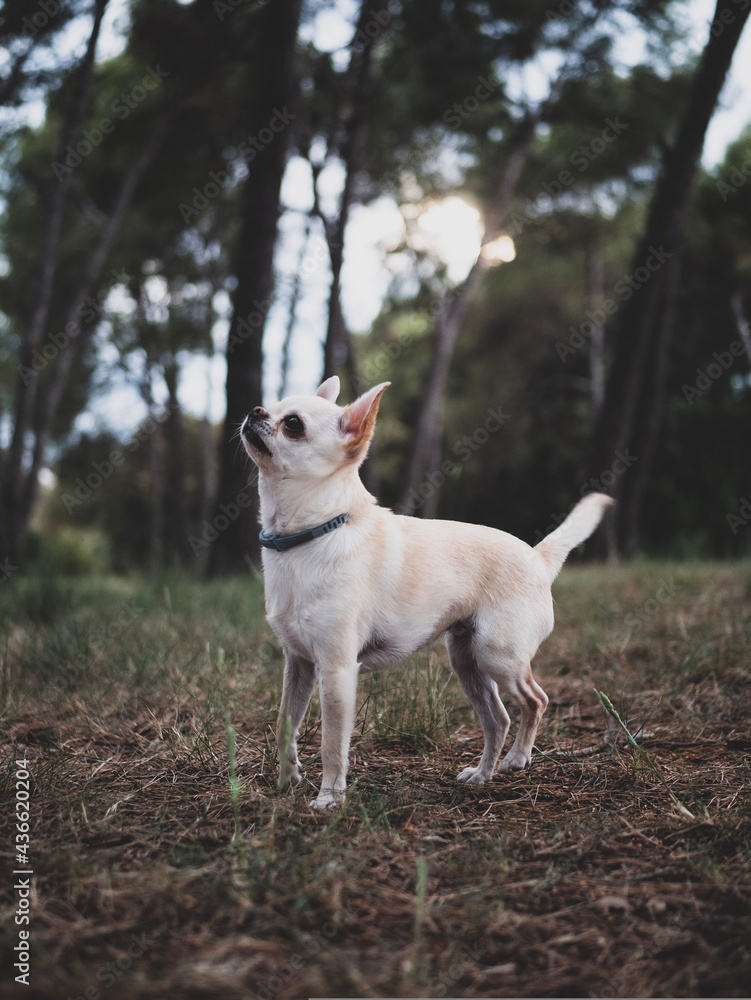 Portraits of white and cream chihuahua dogs in the forest walking and running.