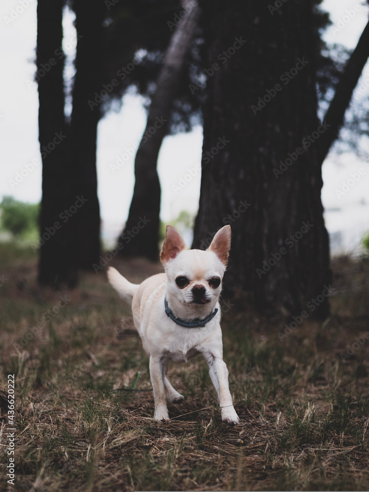 Portraits of white and cream chihuahua dogs in the forest walking and running. Portraits of white and cream chihuahua dogs in the forest walking and running.