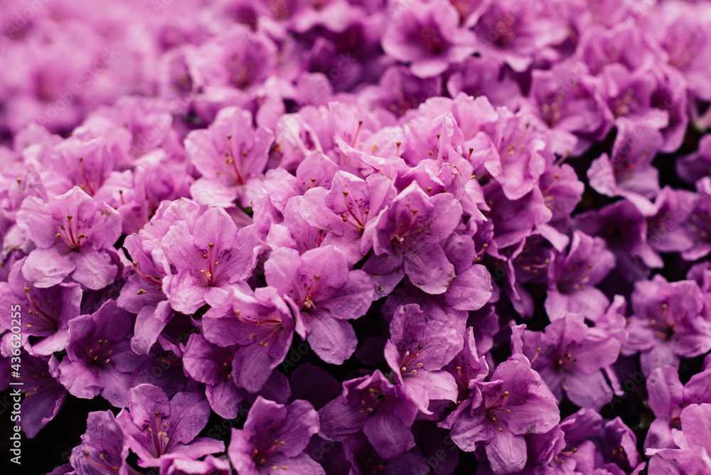 Pacific rhododendron, flower symbol of Washington, large green leaves with large flowers in botanical garden, bush with colored flowers, botanical garden with a bush with lush flowers of lilac color, Pacific rhododendron, flower symbol of Washington, large green leaves with large flowers in botanical garden, bush with colored flowers, botanical garden with a bush with lush flowers of lilac color,