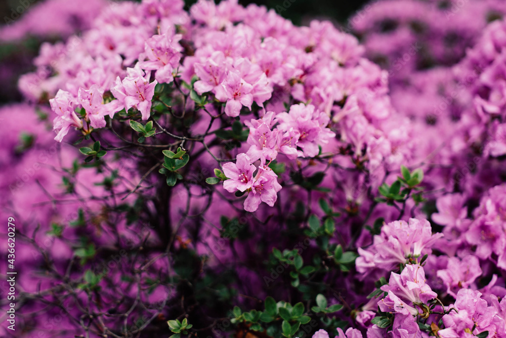 Obraz premium Pacific rhododendron, flower symbol of Washington, large green leaves with large flowers in botanical garden, bush with colored flowers, botanical garden with a bush with lush flowers of lilac color, 