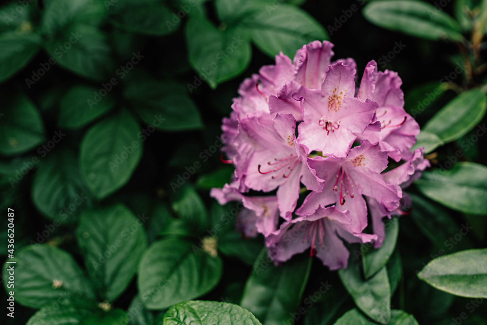 Pacific rhododendron, flower symbol of Washington, large green leaves with large flowers in botanical garden, bush with colored flowers, botanical garden with a bush with lush flowers of lilac color, 