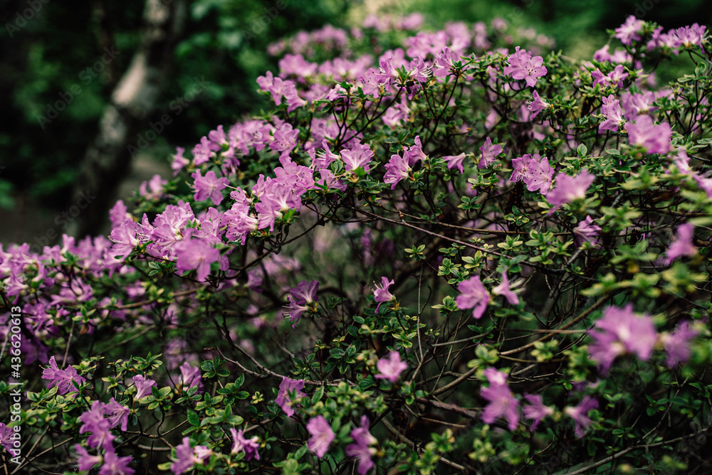 Fototapeta premium Pacific rhododendron, flower symbol of Washington, large green leaves with large flowers in botanical garden, bush with colored flowers, botanical garden with a bush with lush flowers of lilac color, 