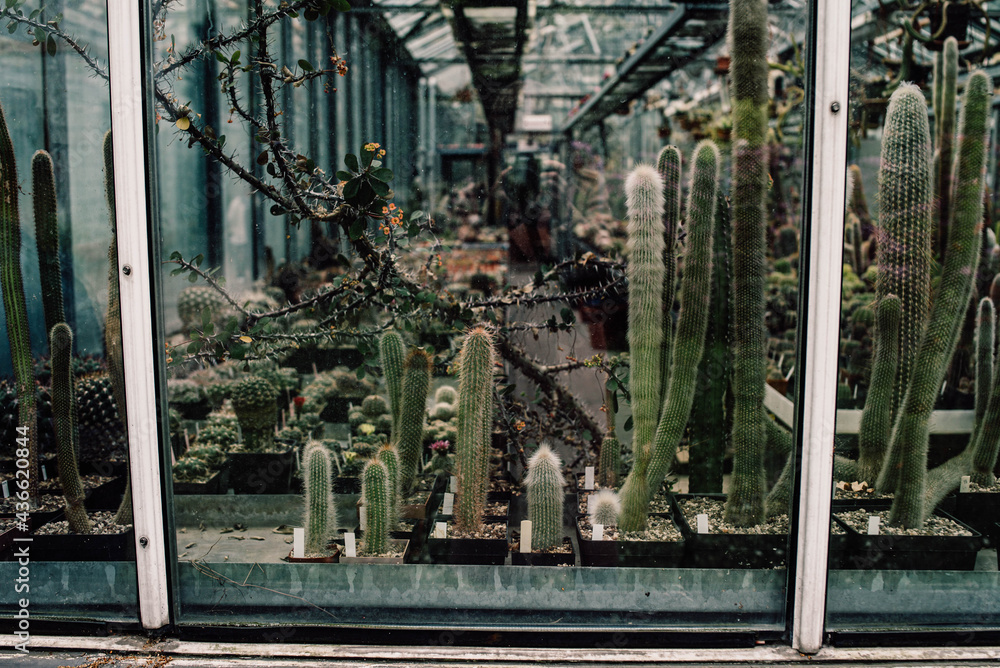 cacti in a greenhouse, cacti behind glass in a botanical garden