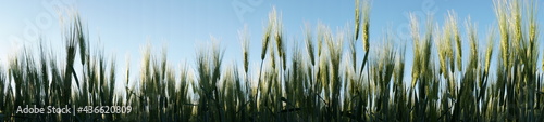 Young Green Barley Grass - Panorama