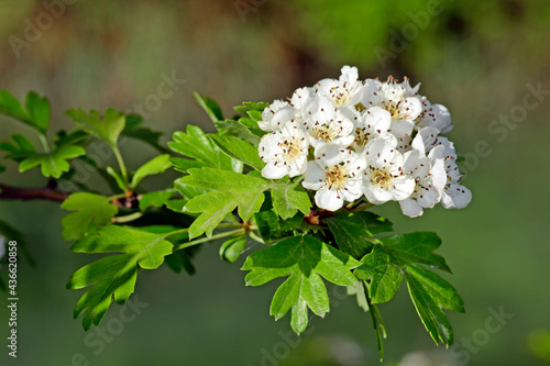Eingriffeliger Weißdorn, Hagedorn // Common hawthorn (Crataegus monogyna)